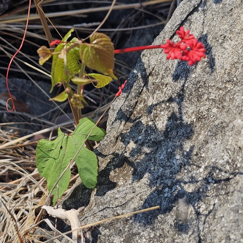 Cissus auricoma photo 3