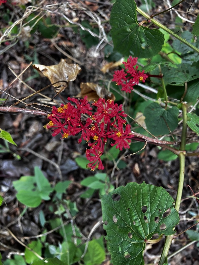 Cissus auricoma photo 4