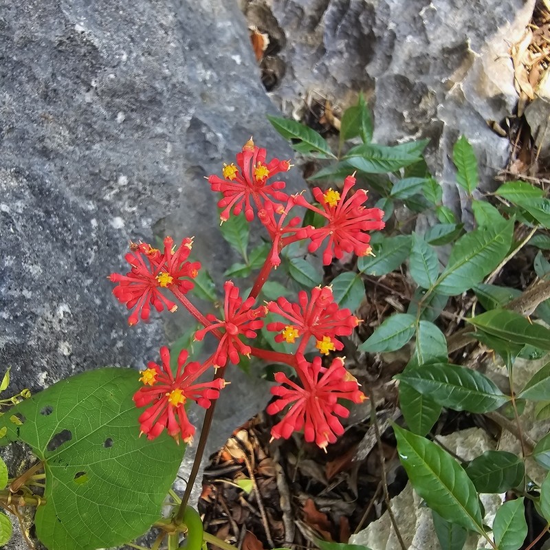 Cissus auricoma photo 5