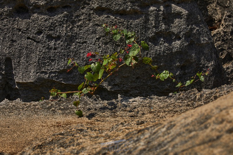Cissus auricoma photo 6