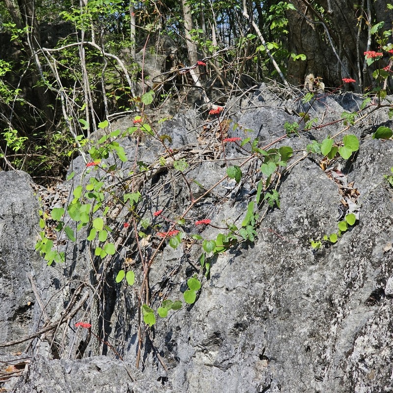 Cissus auricoma photo 7