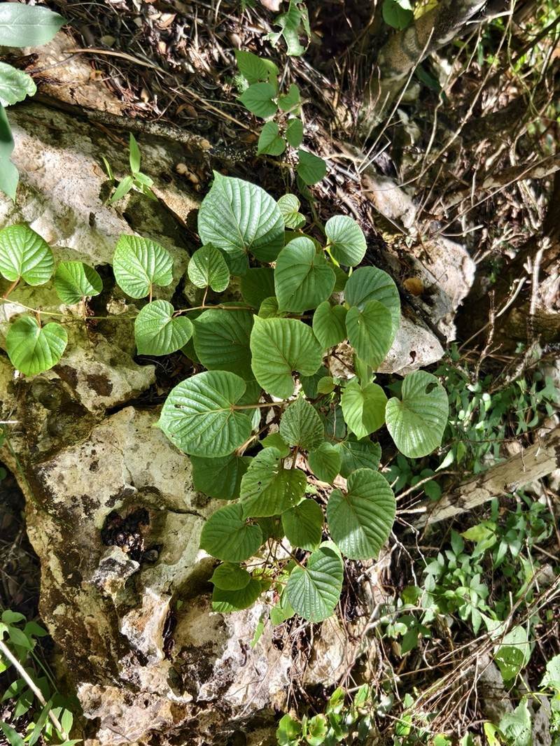Cissus auricoma photo 8