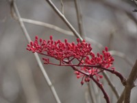 Cissus bahiensis