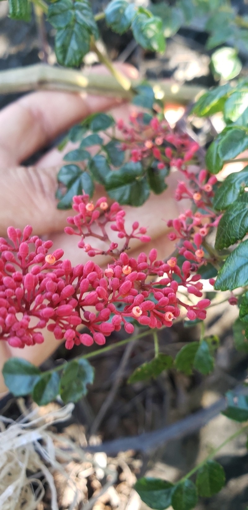 Cissus bahiensis photo 2
