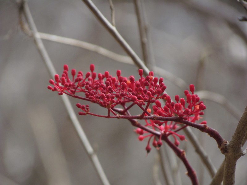 Cissus bahiensis photo 3
