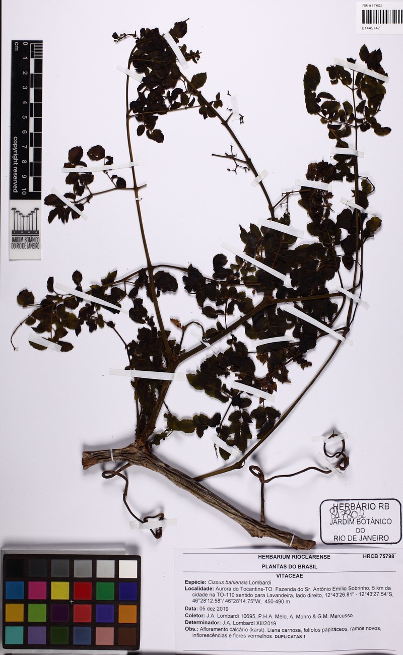 Cissus bahiensis photo 4