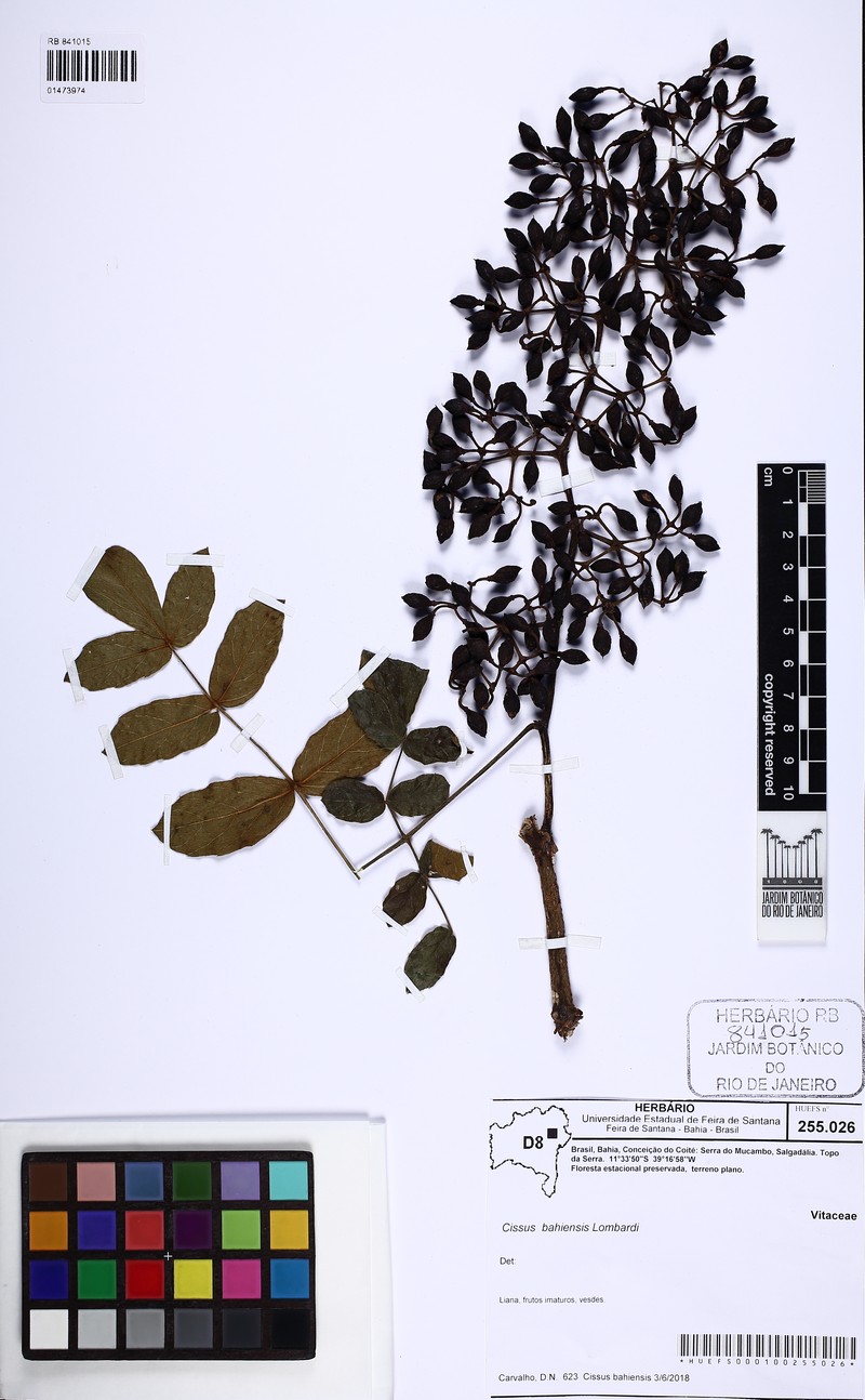 Cissus bahiensis photo 5