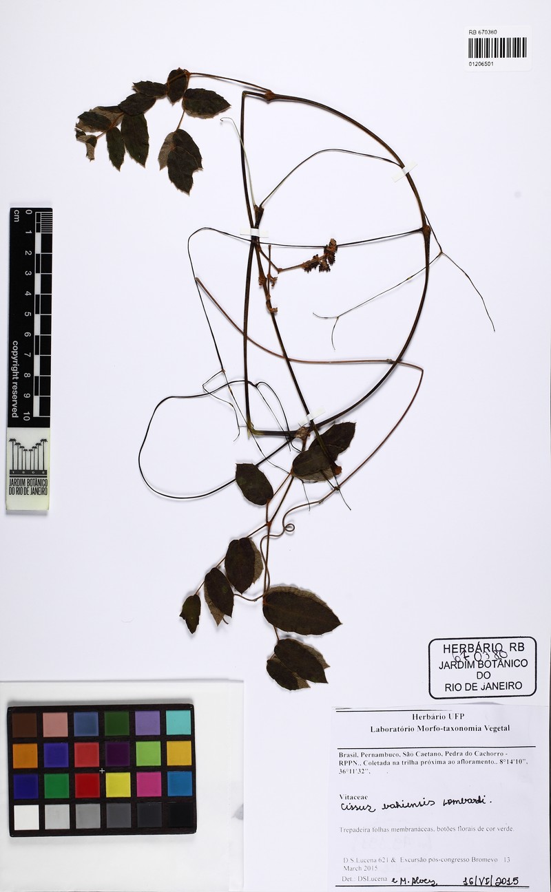 Cissus bahiensis photo 6