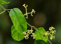 Cissus barbeyana