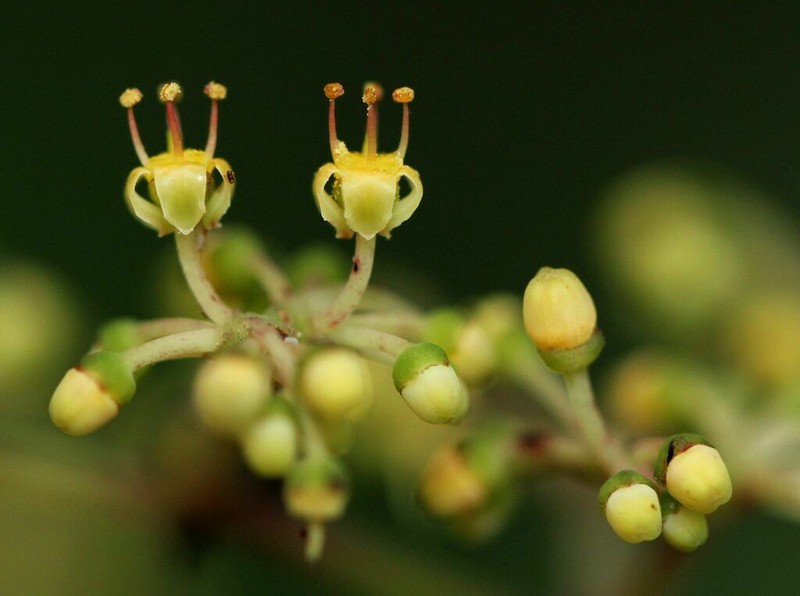 Cissus barbeyana photo 2