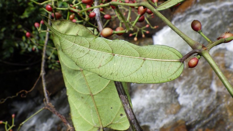 Cissus barbeyana photo 3