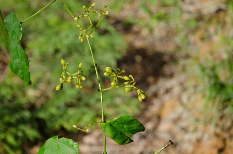 Cissus barbeyana photo 4
