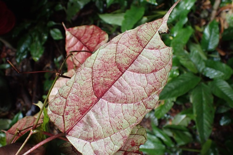 Cissus barbeyana photo 5