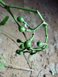 Cissus barteri