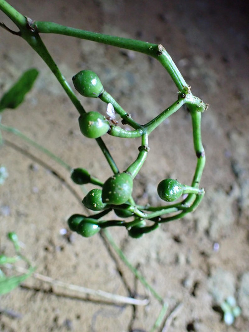 Cissus barteri