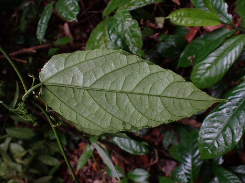 Cissus barteri photo 2