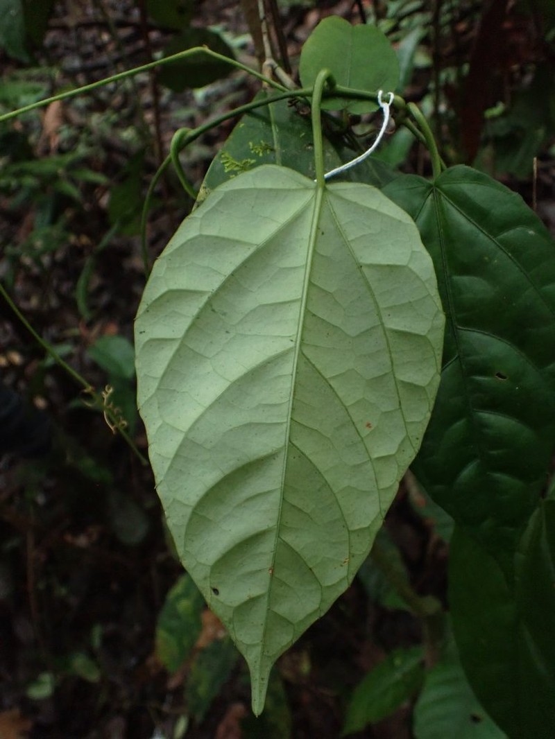 Cissus barteri photo 3