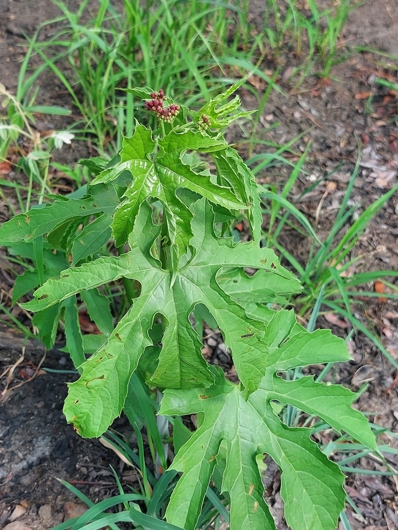 Cissus bathyrhakodes photo 2