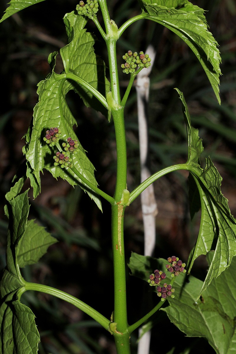 Cissus bathyrhakodes photo 3
