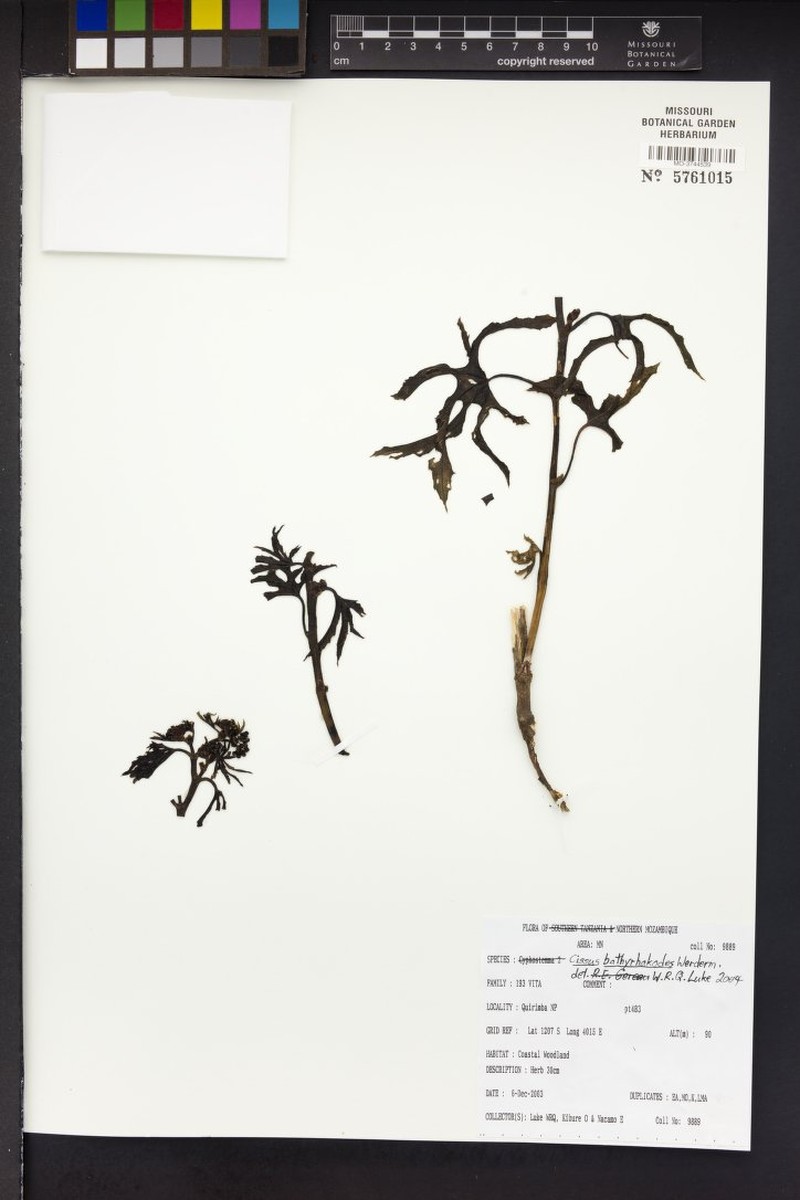 Cissus bathyrhakodes photo 4