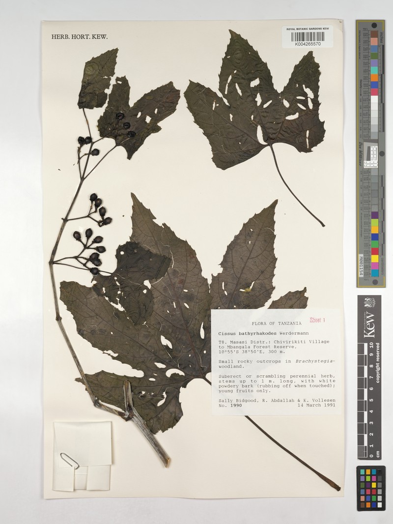 Cissus bathyrhakodes photo 6