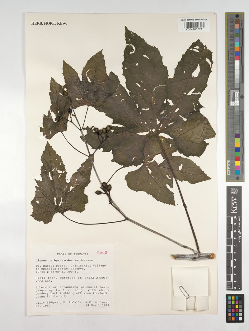 Cissus bathyrhakodes photo 7