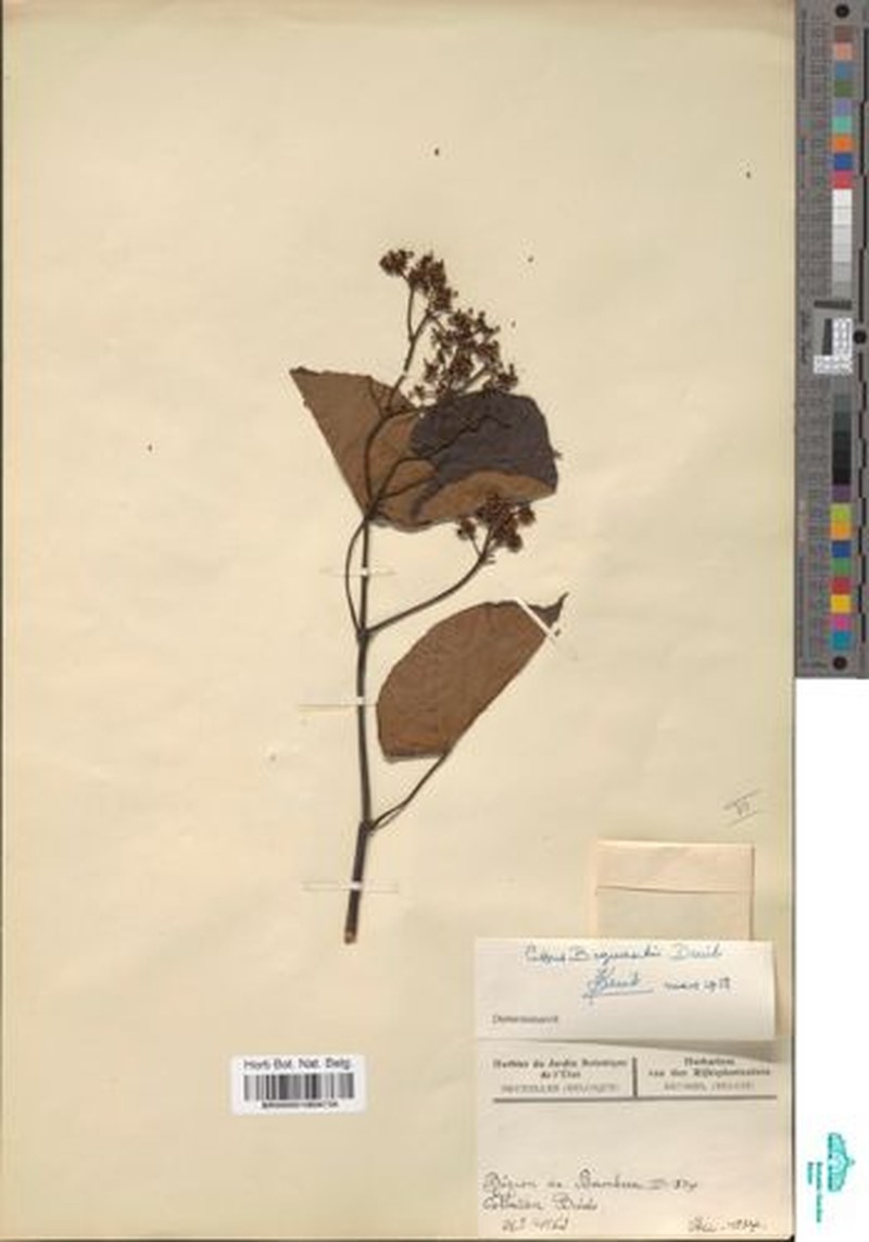 Cissus bequaertii