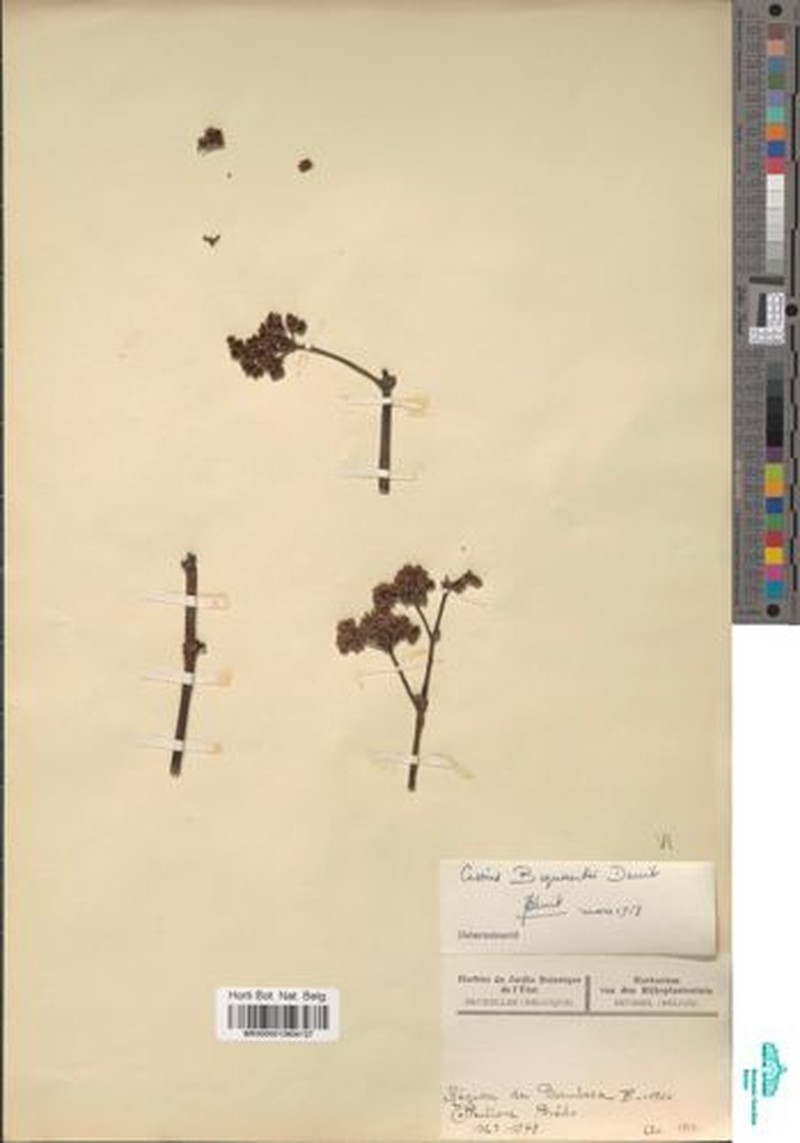 Cissus bequaertii photo 2