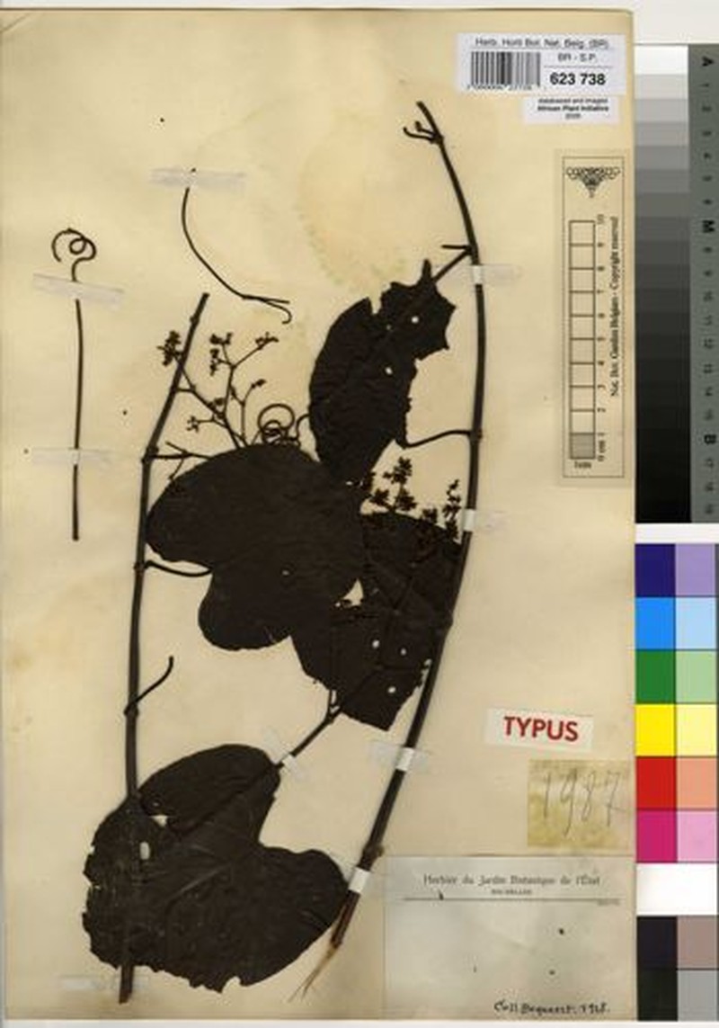 Cissus bequaertii photo 3