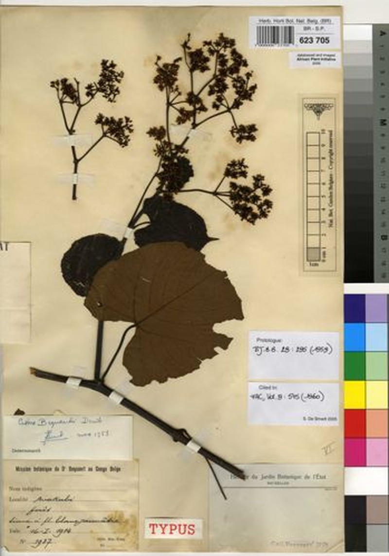 Cissus bequaertii photo 4