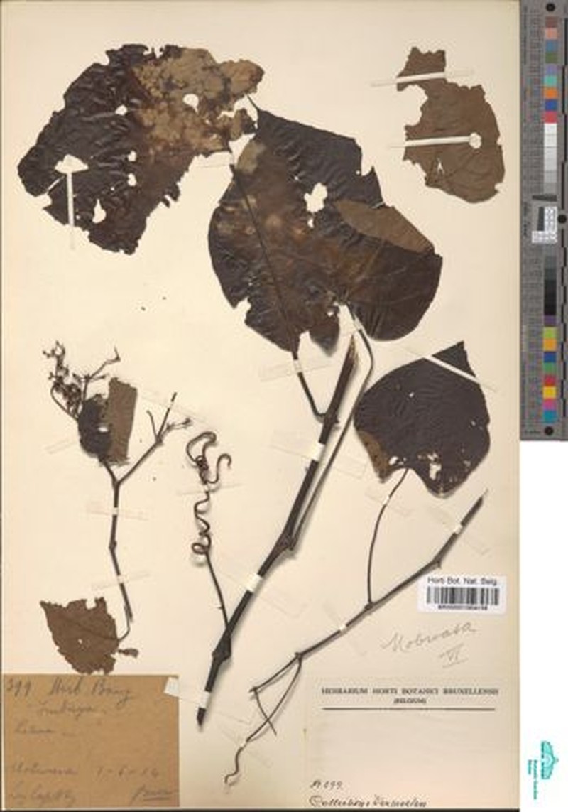 Cissus bequaertii photo 5