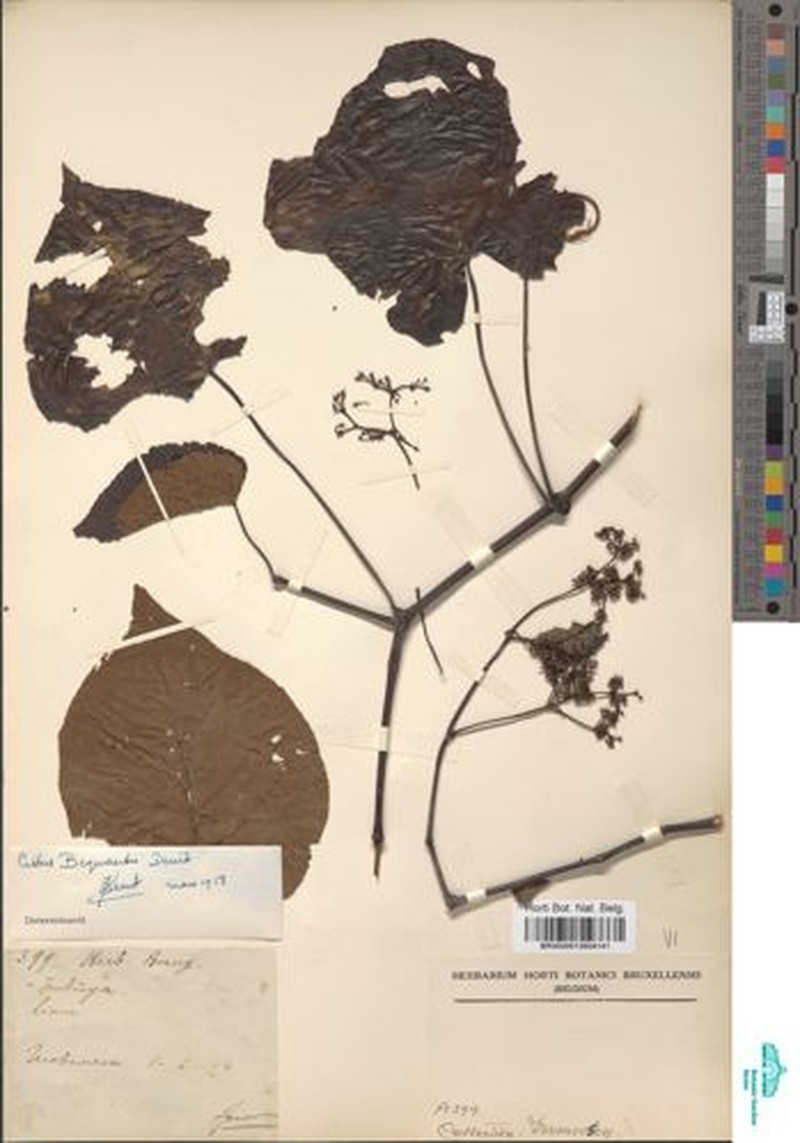 Cissus bequaertii photo 6