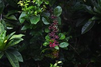 Cissus biformifolia
