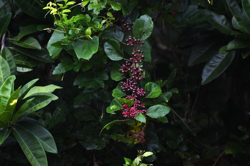 Cissus biformifolia