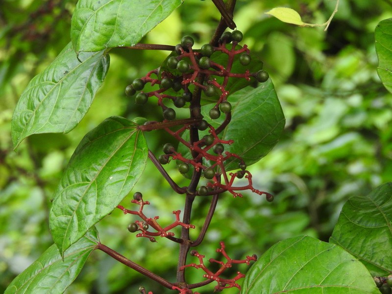 Cissus biformifolia photo 2