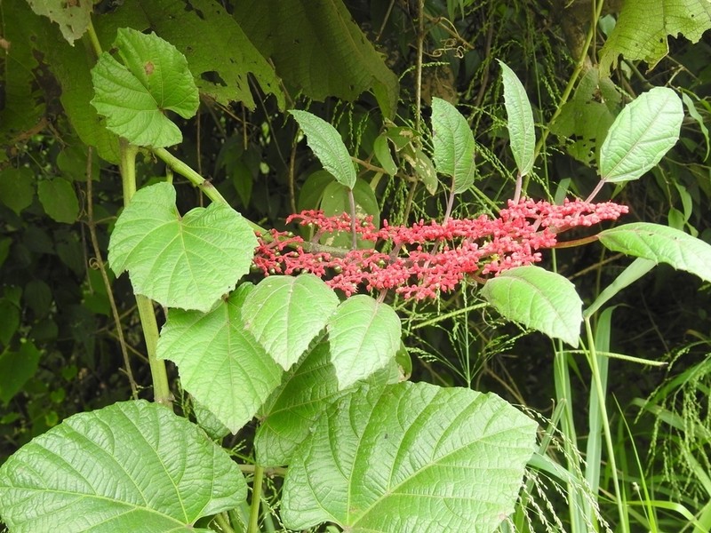 Cissus biformifolia photo 3