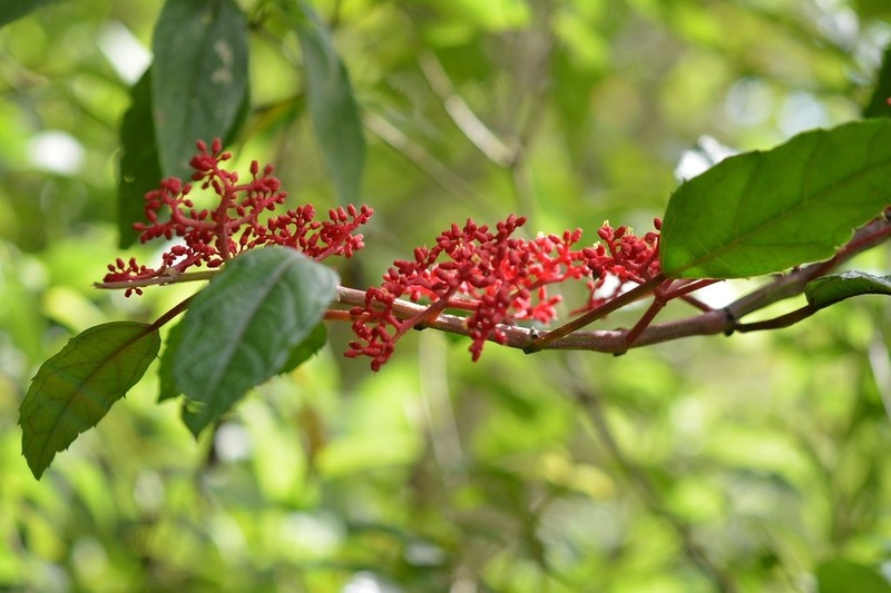 Cissus biformifolia photo 4