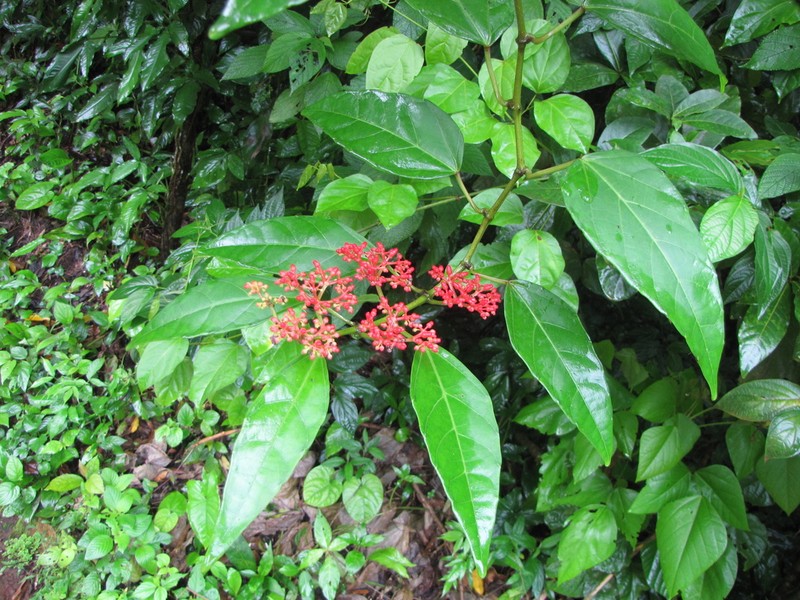 Cissus biformifolia photo 5