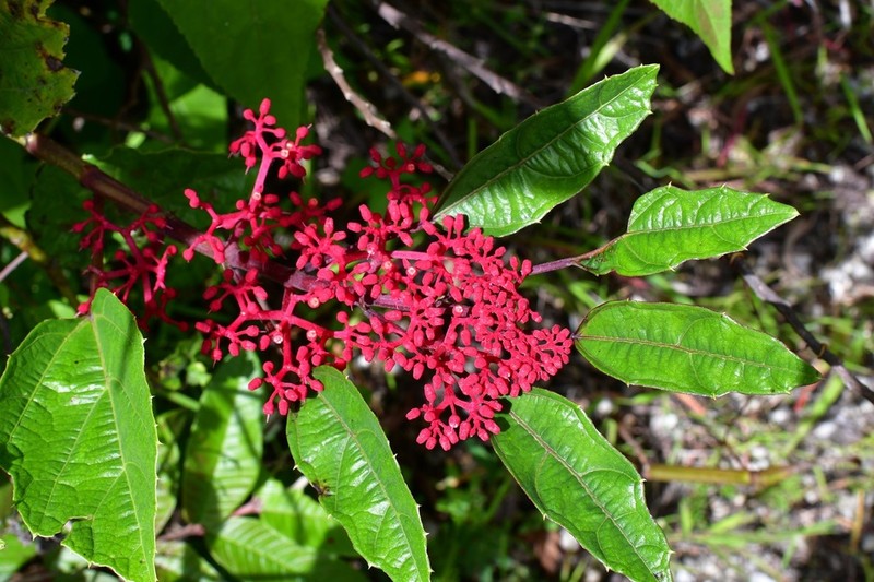 Cissus biformifolia photo 6