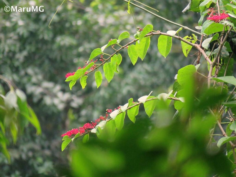 Cissus biformifolia photo 7