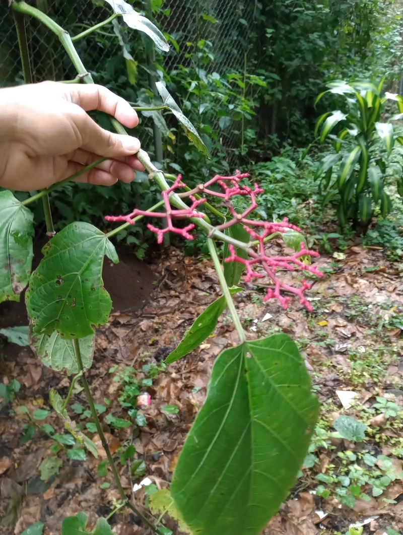 Cissus biformifolia photo 8