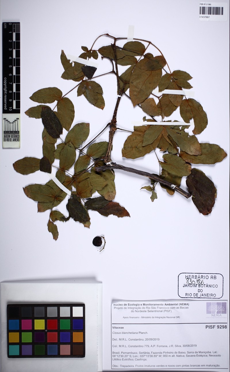 Cissus blanchetiana