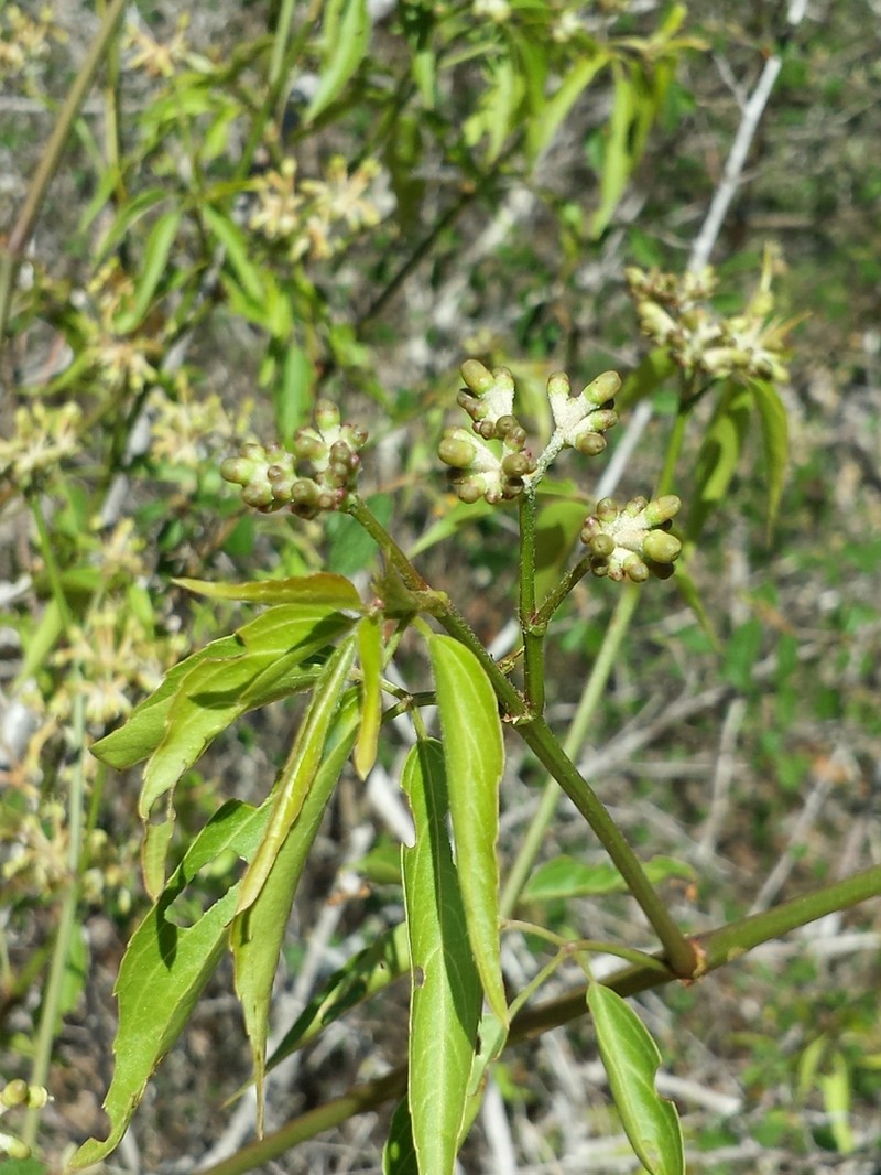 Cissus bosseri