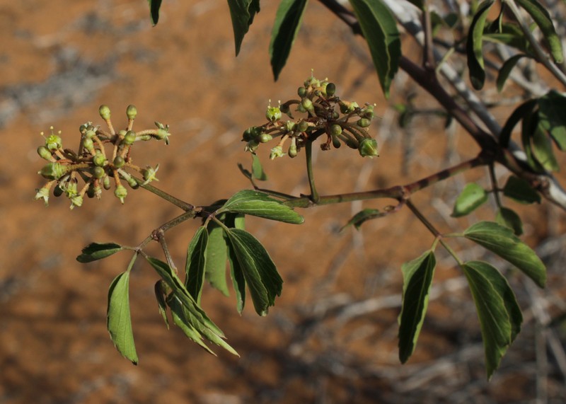 Cissus bosseri photo 2