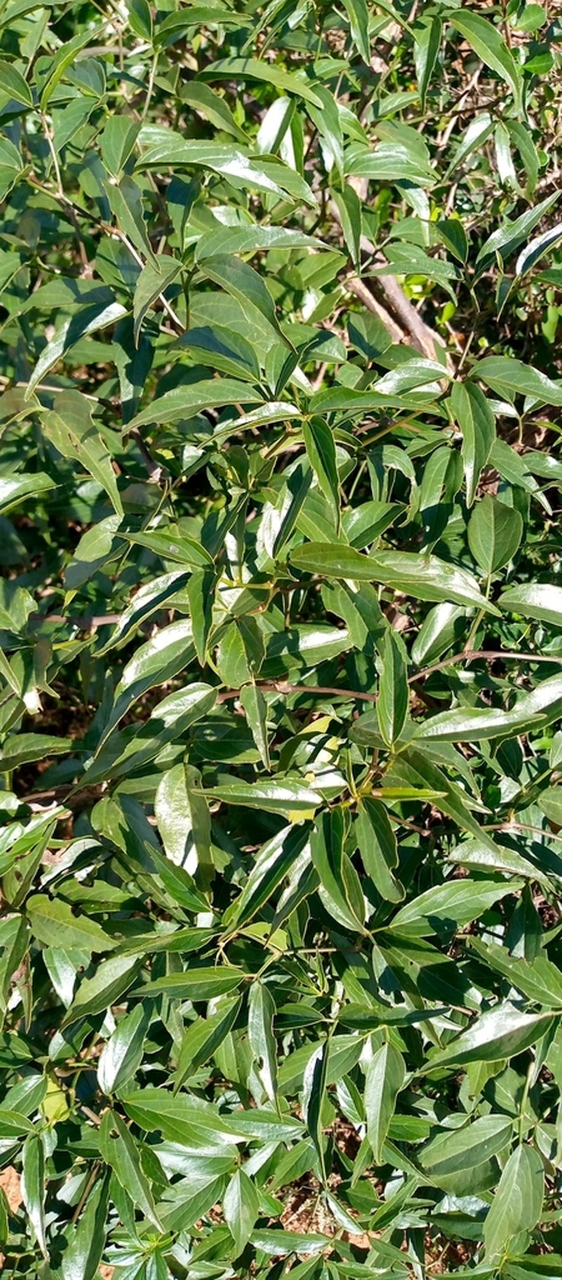 Cissus bosseri photo 3