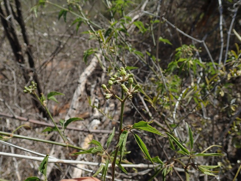 Cissus bosseri photo 4