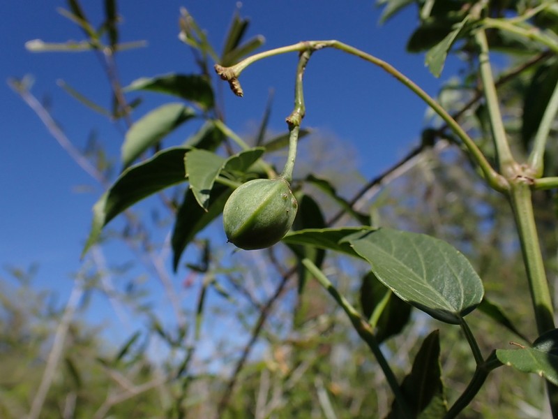 Cissus bosseri photo 5