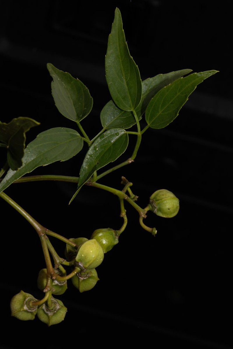 Cissus bosseri photo 6