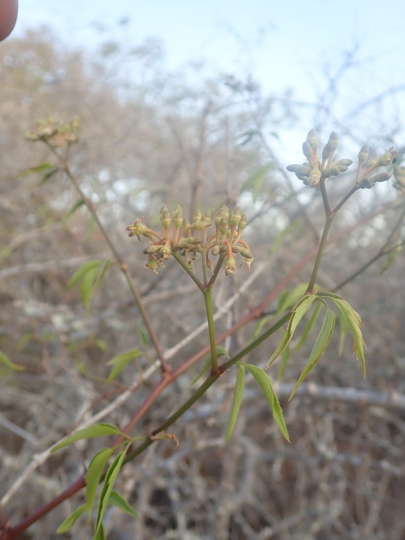 Cissus bosseri photo 7