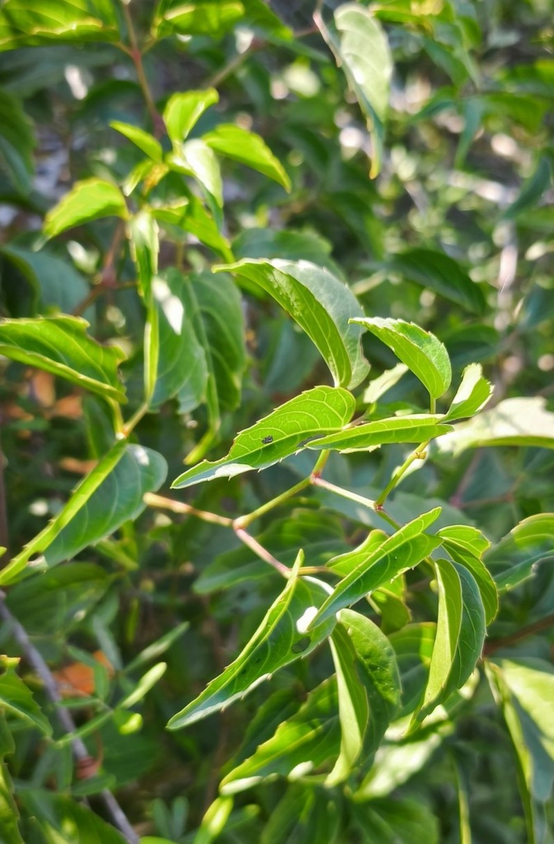 Cissus bosseri photo 8